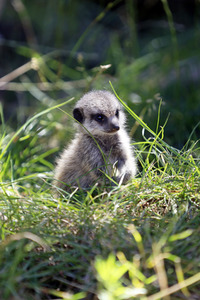 Erdmännchen-Nachwuchs in Köln