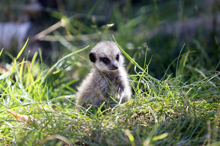 Erdmännchen-Nachwuchs in Köln