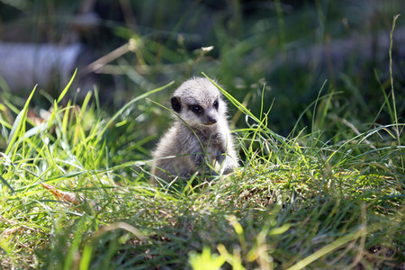 Erdmännchen-Nachwuchs in Köln