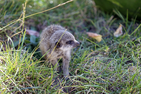 Erdmännchen-Nachwuchs in Köln