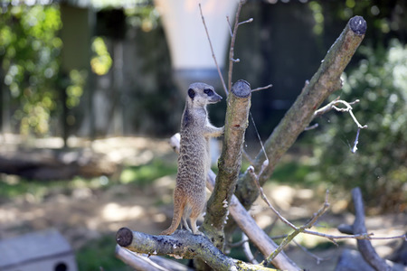 Erdmännchen-Nachwuchs in Köln