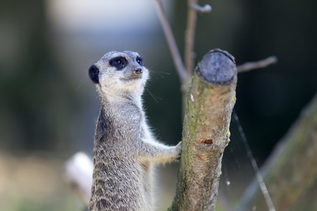 Erdmännchen-Nachwuchs in Köln