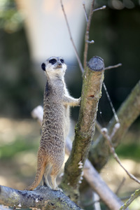 Erdmännchen-Nachwuchs in Köln
