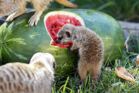 Erdmännchen-Nachwuchs in Köln