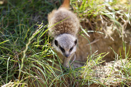 Erdmännchen-Nachwuchs in Köln