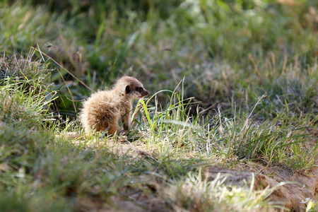 Erdmännchen-Nachwuchs in Köln