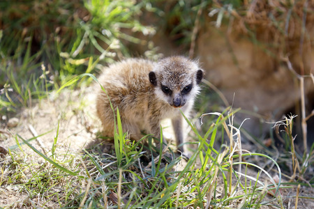 Erdmännchen-Nachwuchs in Köln