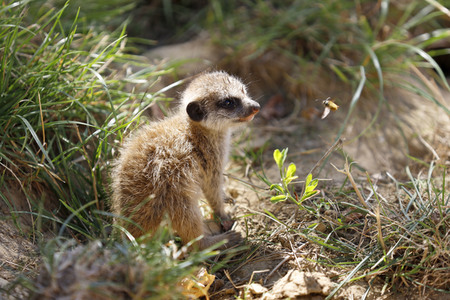 Erdmännchen-Nachwuchs in Köln