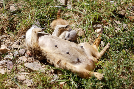 Erdmännchen-Nachwuchs in Köln