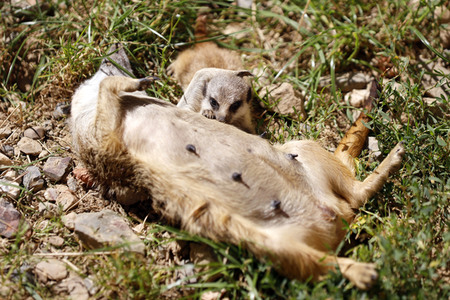 Erdmännchen-Nachwuchs in Köln