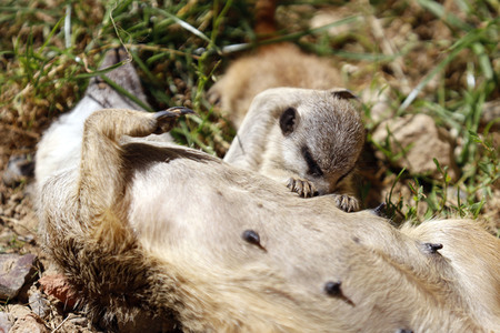 Erdmännchen-Nachwuchs in Köln