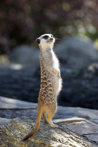 Erdmännchen-Nachwuchs in Köln