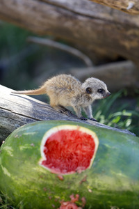 Erdmännchen-Nachwuchs in Köln