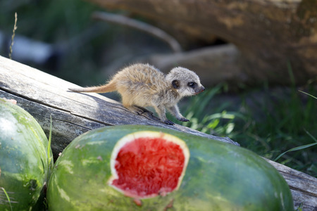 Erdmännchen-Nachwuchs in Köln
