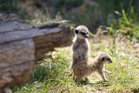 Erdmännchen-Nachwuchs in Köln