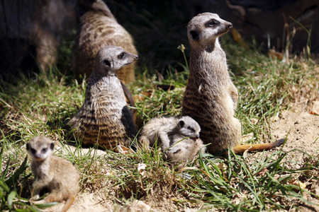 Erdmännchen-Nachwuchs in Köln
