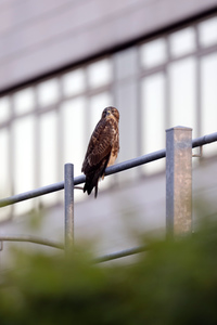 Symbolfoto Mäusebussard