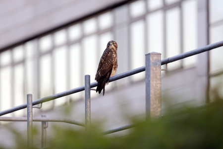 Symbolfoto Mäusebussard