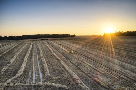 Symbolfoto Getreideernte