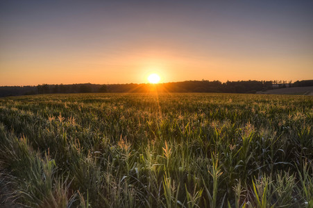 Symbolfoto Getreideernte