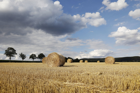 NATURE ART: Stoppelfeld / Stubble Field Bodypainting
