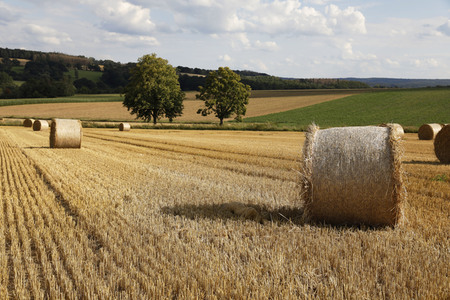 NATURE ART: Stoppelfeld / Stubble Field Bodypainting