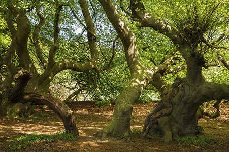 Bodypainting in Nature Kalender 2021