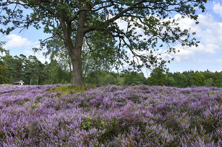 Bodypainting in Nature Kalender 2021