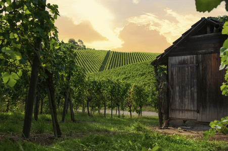 Bodypainting in Nature Kalender 2021