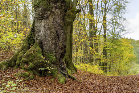 Bodypainting in Nature Kalender 2021