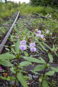 Symbolfoto stillgelegte Bahntrasse
