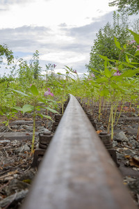 Symbolfoto stillgelegte Bahntrasse