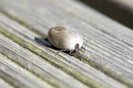 Symbolfoto Zecke