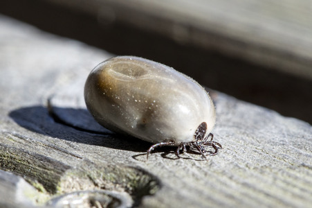 Symbolfoto Zecke