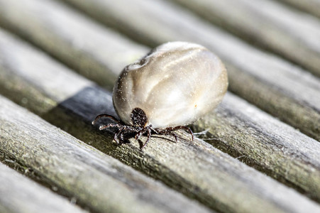 Symbolfoto Zecke