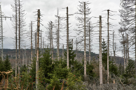 Waldsterben im Harz