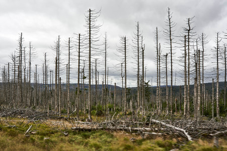 Waldsterben im Harz