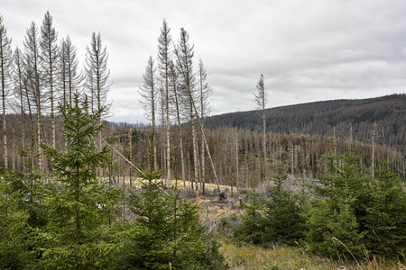 Waldsterben im Harz