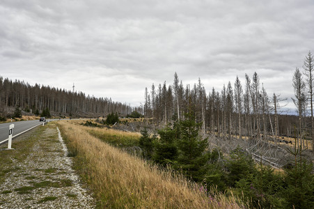 Waldsterben im Harz