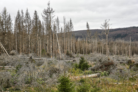 Waldsterben im Harz