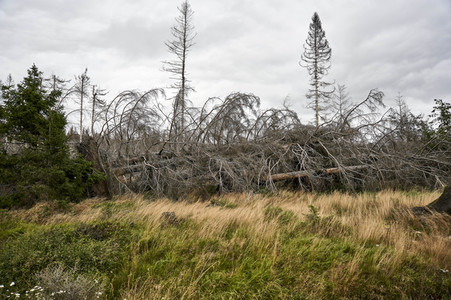 Waldsterben im Harz