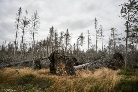 Waldsterben im Harz