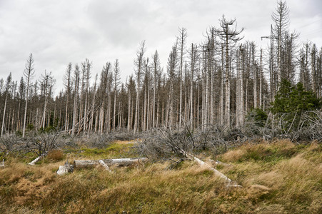 Waldsterben im Harz