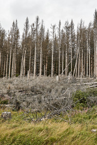 Waldsterben im Harz