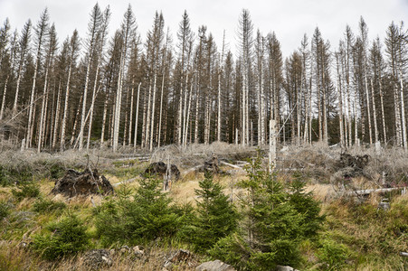 Waldsterben im Harz