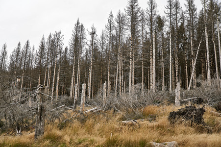 Waldsterben im Harz