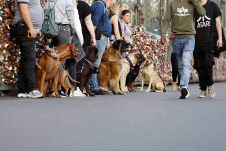 Symbolfoto Hundeschule