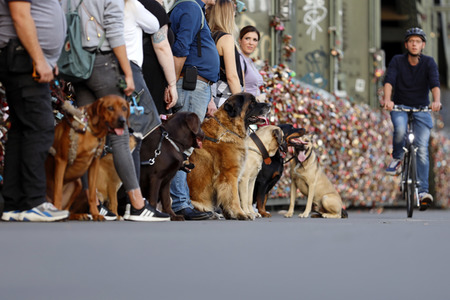 Symbolfoto Hundeschule