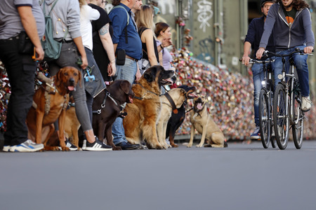 Symbolfoto Hundeschule