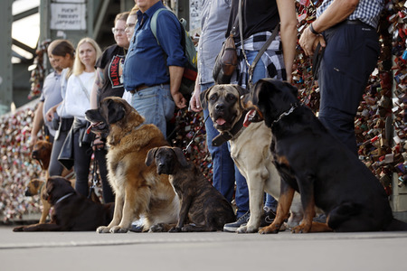 Symbolfoto Hundeschule